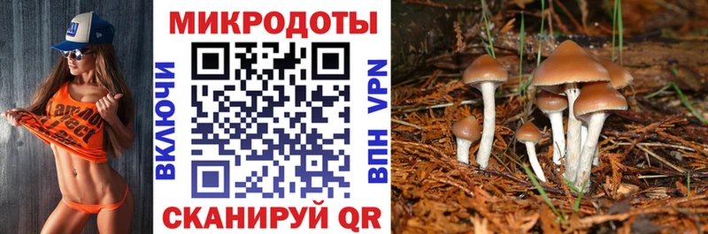 Купить где  Нововоронеж  Псилоцибиновые грибы GOLDEN TEACHER 